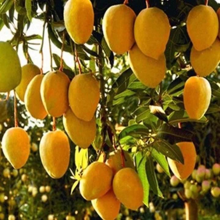 Sweet & Tangy Mango Plants for Sale - Celgen Biotech - Bhopal