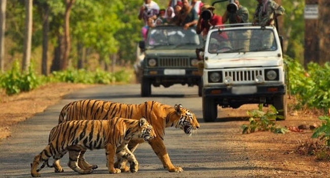 Plan Safari Booking Phato Zone, Corbett National Park Adventure - Dehradun