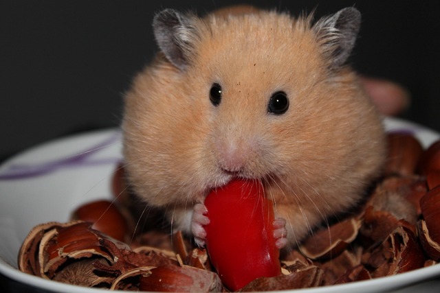 Small Pets Grooming in Hyderabad - Hyderabad