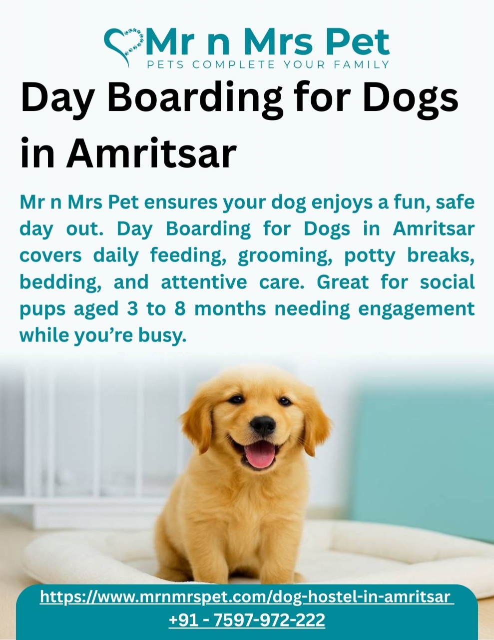 Day Boarding for Dogs in Amritsar - Amritsar