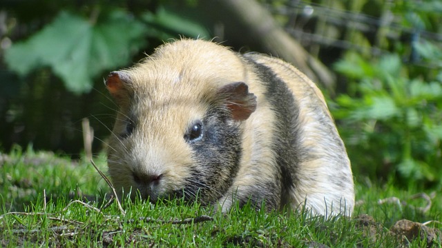 Small Pets Hostel In Hyderabad - Hyderabad