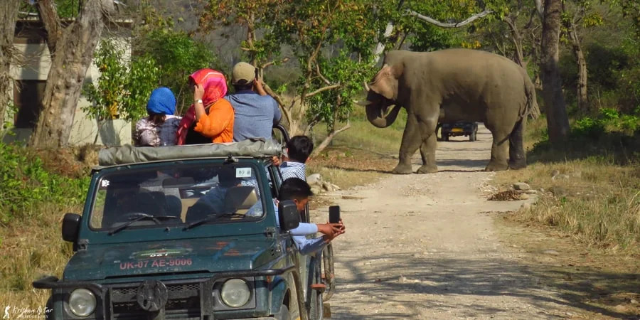 Jhirna Zone Safari Booking Gains Popularity Among Jim Corbett Visitors - Dehradun