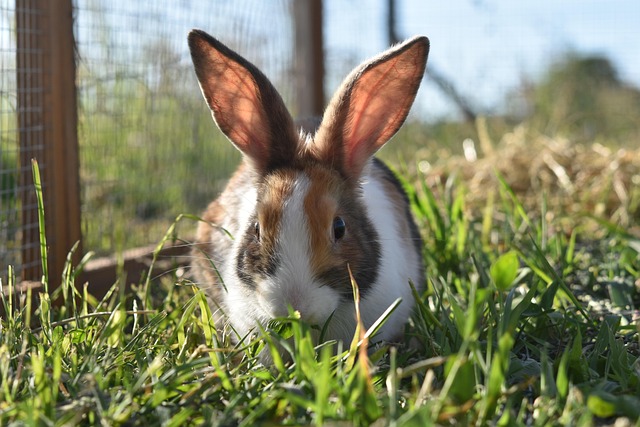 Small Pets Grooming in Delhi - Delhi