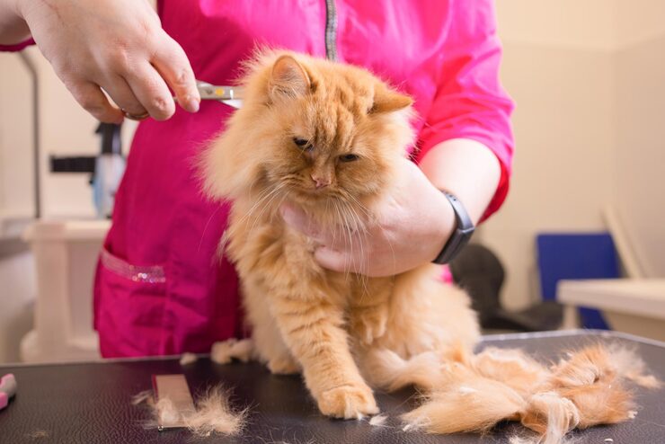 Cat Grooming in Bhubaneswar - Bhubaneswar